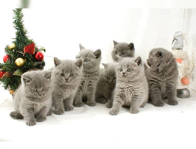 Hobbyzucht Britisch Kurzhaar Katzenbabys(WhatsApp +491784876041) Hobbyzucht Britisch Kurzhaar Katzenbabys(WhatsApp +491784876041)