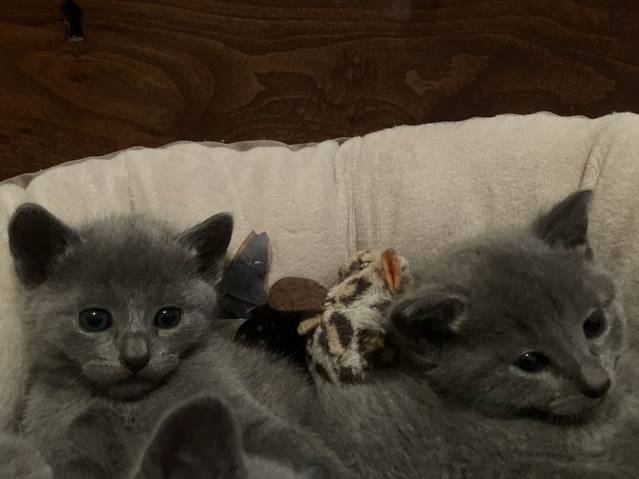 Russisch Blau Kitten mit Stb., Abgabebereit Russisch Blau Kitten mit Stb., Abgabebereit