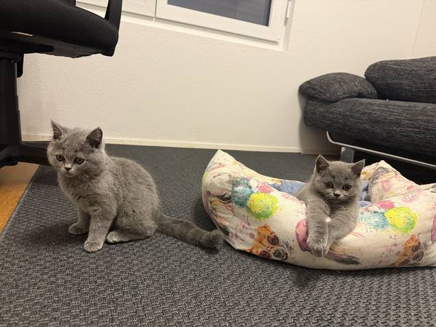 Britisch Kurzhaar (BKH) zu verkaufen - grau farbig Animaux Britisch Kurzhaar (BKH) zu verkaufen - grau farbig