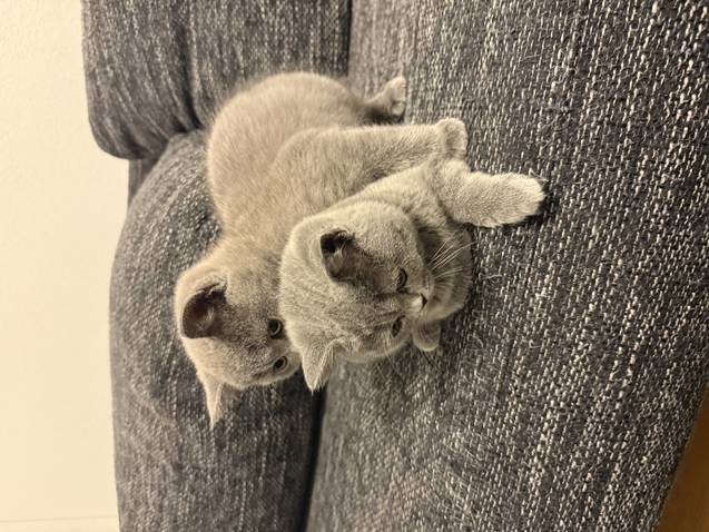 Britisch Kurzhaar (BKH) zu verkaufen - grau farbig Animaux 2 Britisch Kurzhaar (BKH) zu verkaufen - grau farbig