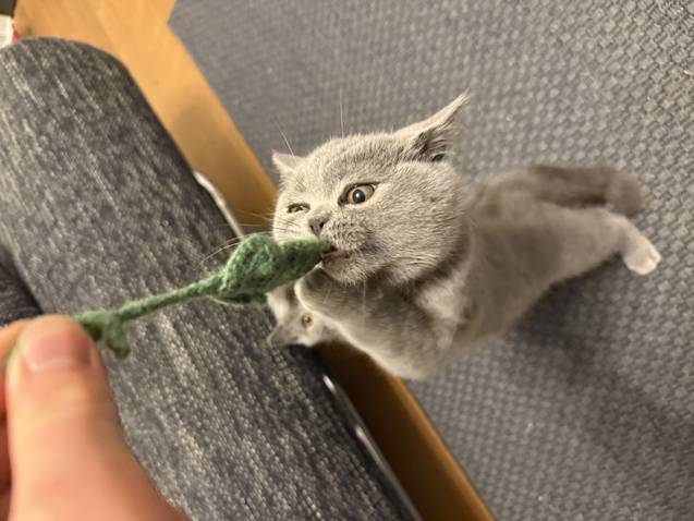 Britisch Kurzhaar (BKH) zu verkaufen - grau farbig Animaux 3 Britisch Kurzhaar (BKH) zu verkaufen - grau farbig