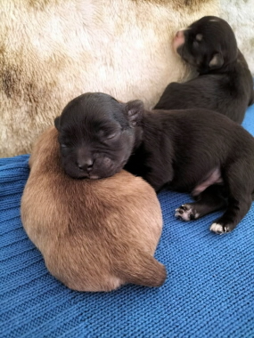 Chihuahua Welpen mit Schweizer Stammbaum SRZ