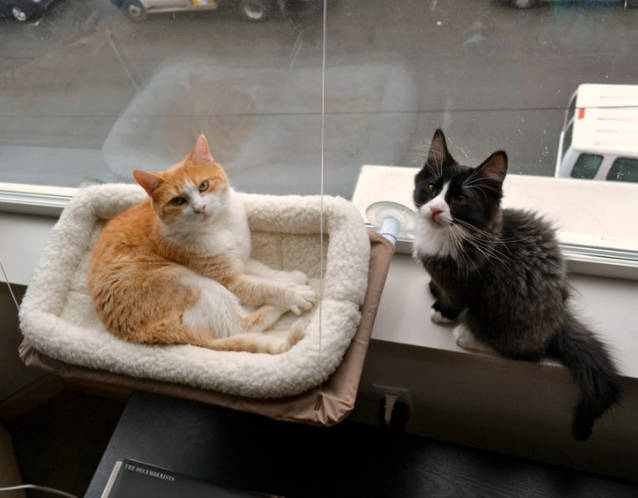 Katzen Schlafplatz Liege Katzenliege Fensterliege Katzensitz Sunny Seat Katzenfenster bekannt aus TV USA Hit