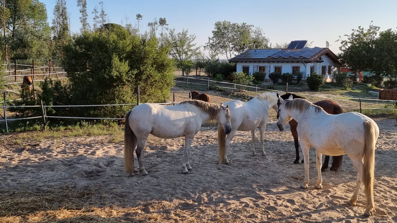 Komfortables Wohnhaus auf Finca in Andalusien/Almonte langfristig zu vermieten