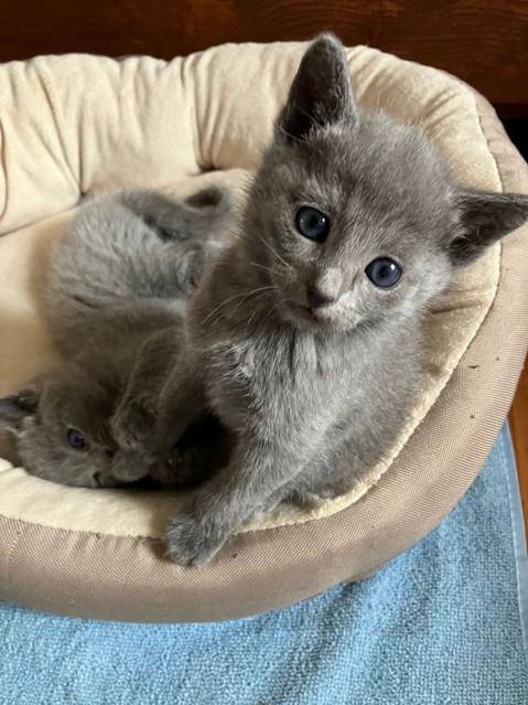 Russisch Blau Kitten mit Stb., Abgabebereit Animaux 2 Russisch Blau Kitten mit Stb., Abgabebereit