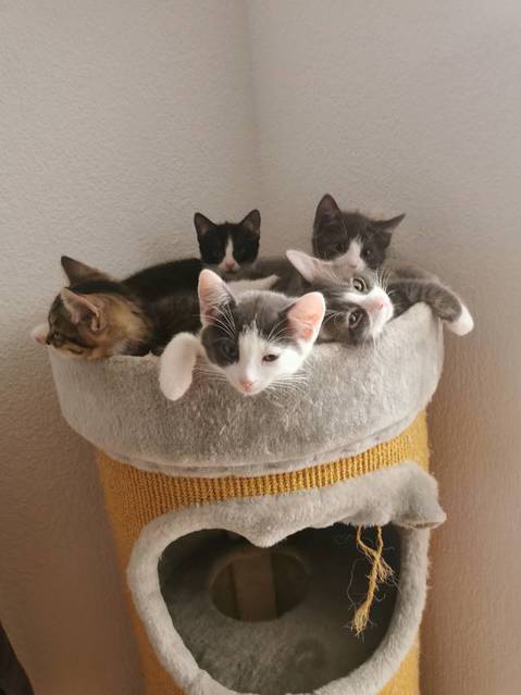 Süsse Kitten suchen Lebensplatz 