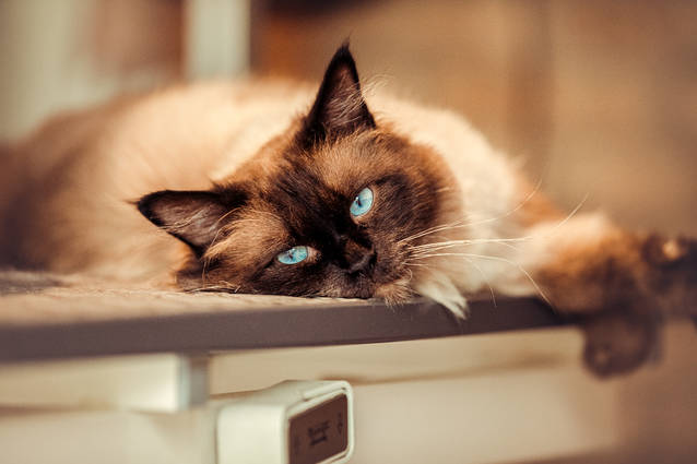 Wunderschner Deckkater freut sich immer ber Damenbesuch