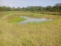  Brasilien 1000 Ha grosses Tiefpreis-Grundstück südwestlich von Manaus AM