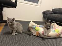 Zwei Britisch Kurzhaar Katzen (grau) ? m?nnlich & weiblich, 11 Wochen alt<br><br>Zwei liebevolle 