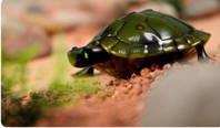 Ferngesteuerte Schildkröte Spielzeug Kinder Geschenk Süss