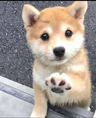 <br>whatsapp  whatsapp :+33 758801174<br><br><br>Niedliche Shiba-Inu Welpen suchen liebevolles 
