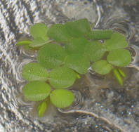 Salvinia auriculata, Schwimmfarn