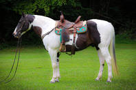 Entdecken Sie unser sanftes Tobiano Paint Horse, ideal f?r Anf?nger, 9 Jahre, verkehrssicher, erfah